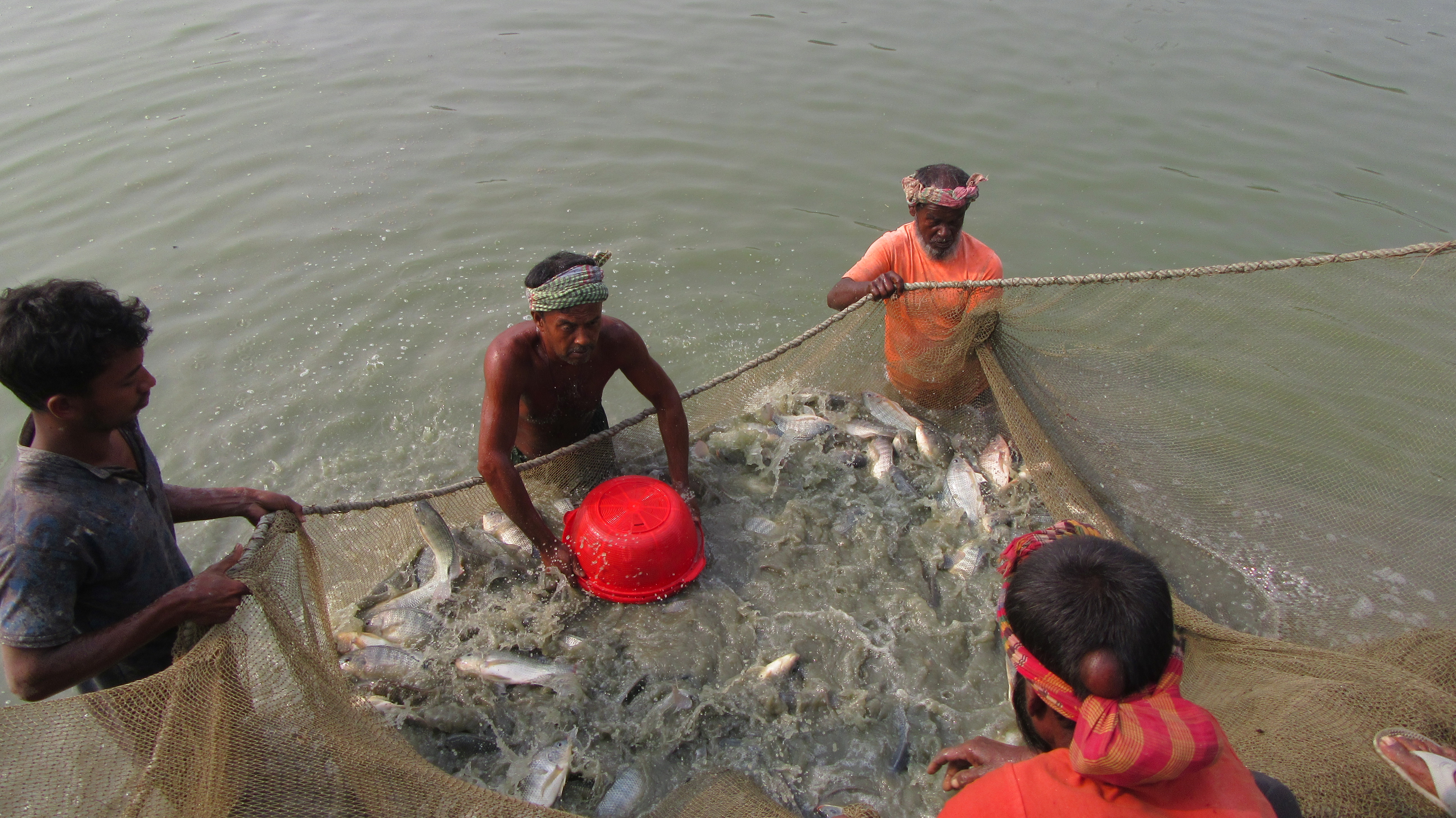 Fishermen in Bangladesh gather fish in a large net.