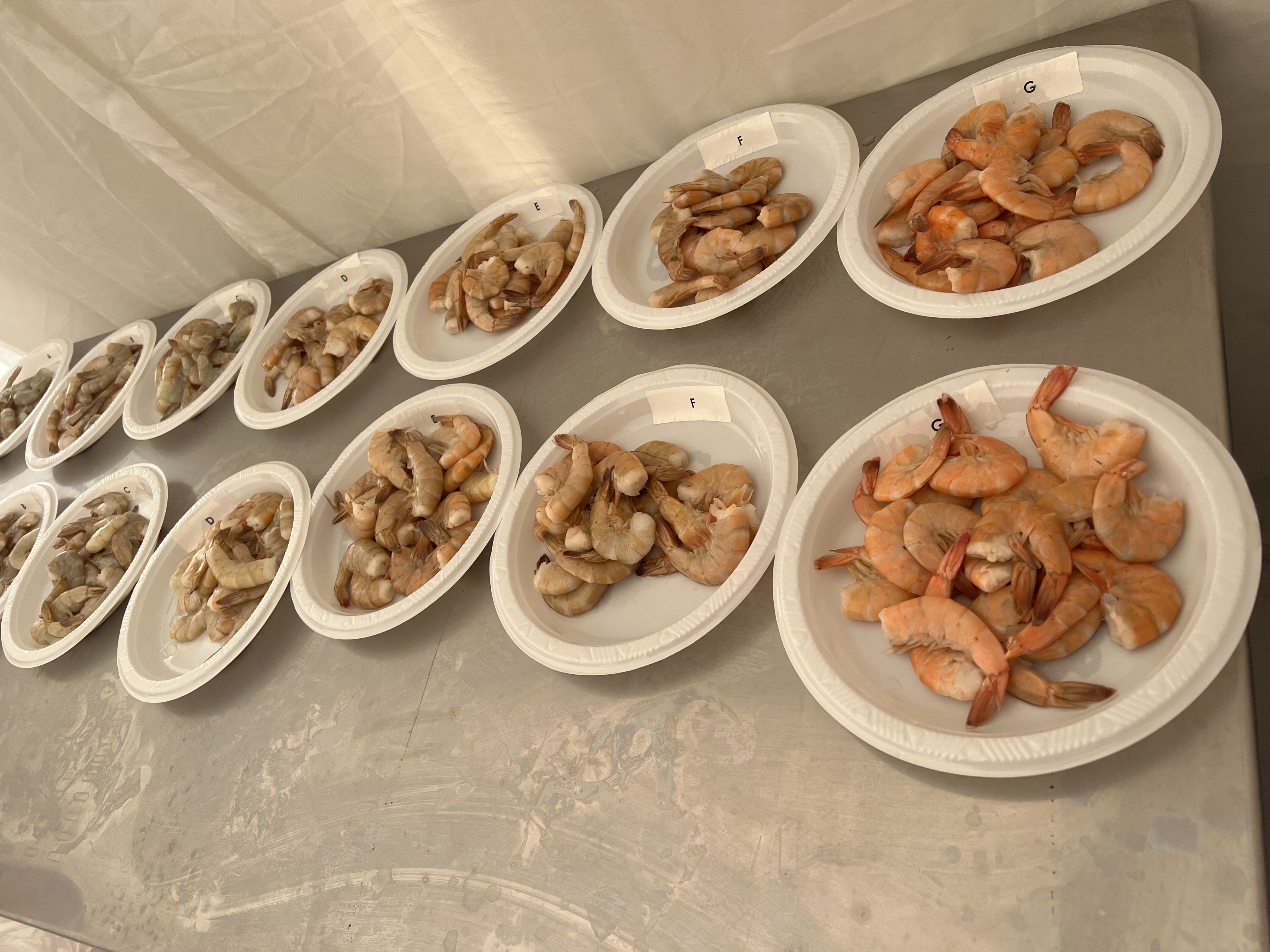 Two rows of plates of shrimp in varying stages of decomposition are labeled A through G.